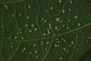 Imagem de Bioinseticida à base de Cordyceps javanica para controle biológico de mosca-branca