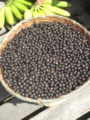 Imagem de Choque térmico nos frutos do açaí para inativação do protozoário Trypanosoma cruzi e outros agentes patogênicos