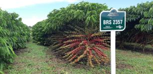 Imagem de Robusta Amazônico – Cultivar híbrida de café – BRS 2357