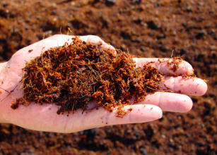 Imagem de Tecnologia para biodegradação da casca do coco seco e de outros resíduos do coqueiro
