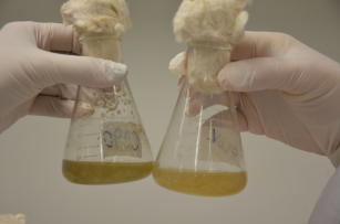 Imagem de Enzimas e leveduras para produção de etanol a partir da biomassa da cana