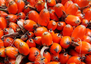 Imagem de Palma de Óleo (Hibrido interespecífico Elaeis oleifera x E. guineensis) - BRS Manicoré