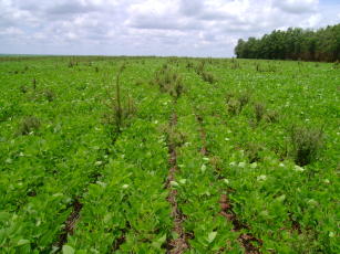 Imagem de Identificação e mapeamento de plantas daninhas resistentes a herbicidas e custos de seu manejo em sistemas de produção de grãos no Brasil