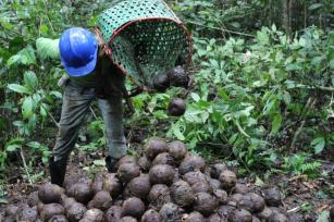 Imagem de Boas práticas para a produção da castanha-da-amazônia em florestas naturais da Amazônia