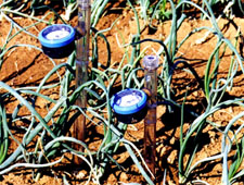 Tensiômetros para manejo da água de irrigação