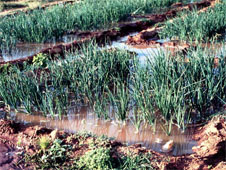 Sistema de irrigação por bacias de inundação temporária