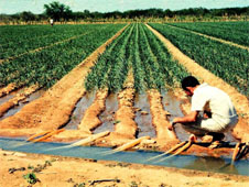 Sistema de irrigação por sulco