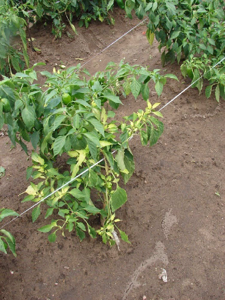 Clorose na parte aérea de plantas de Capsicum (A). Clorose na parte aérea de plantas de Capsicum (A).