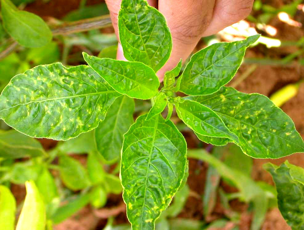 Sintomas de geminivírus em pimenta malagueta. Sintomas de geminivírus em pimenta malagueta.
