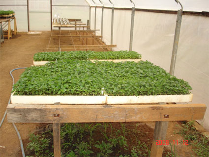 Produção de mudas de pimenta sobre bancadas de arame esticado em viveiros cobertos com plástico e com tela antiafídica lateral. Produção de mudas de pimenta sobre bancadas de arame esticado em viveiros cobertos com plástico e com tela antiafídica lateral.