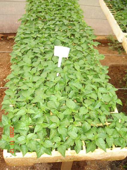 Mudas de pimenta em bandejas de isopor Mudas de pimenta em bandejas de isopor