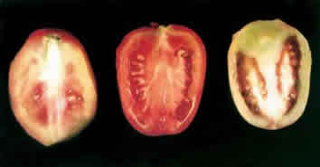 Dano causado por mosca-branca em frutos de tomate Dano causado por mosca-branca em frutos de tomate