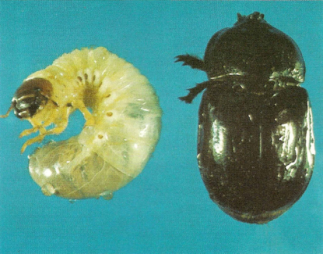 Bicho bolo