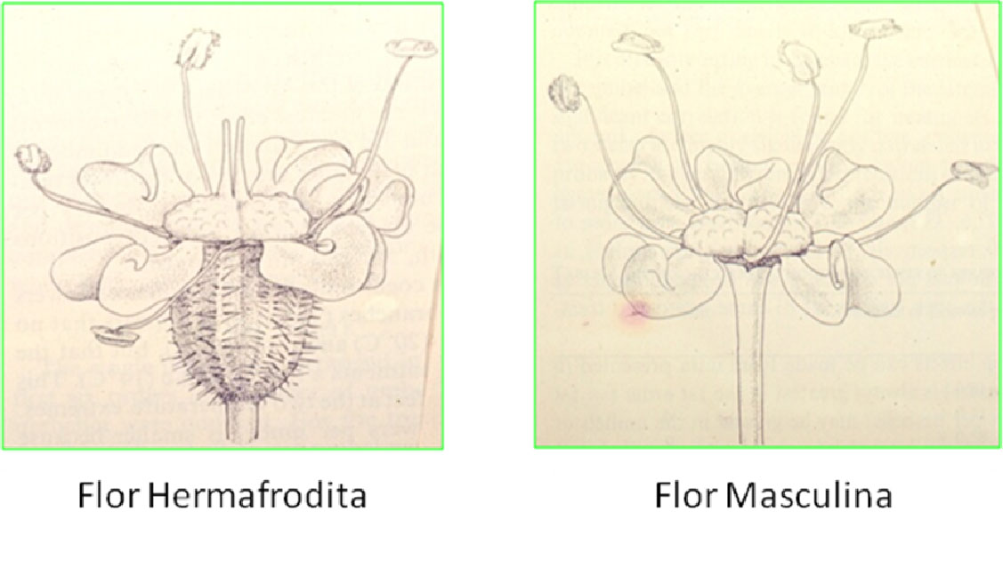 Flor hermafrodita e flor masculina de cenoura Flor hermafrodita e flor masculina de cenoura