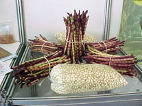 Grão de tegumento e cotilédones verdes