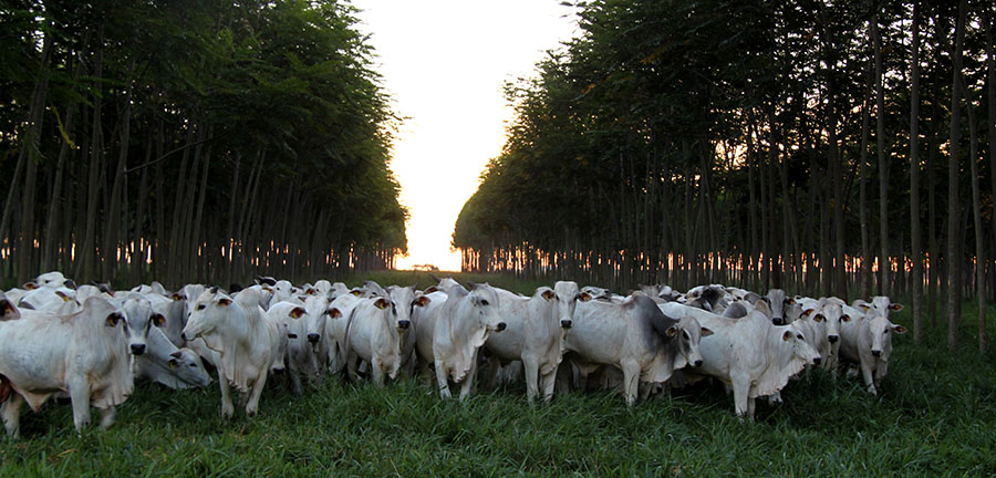 Embrapa lança jornada para discutir ciência e agricultura rumo à COP30