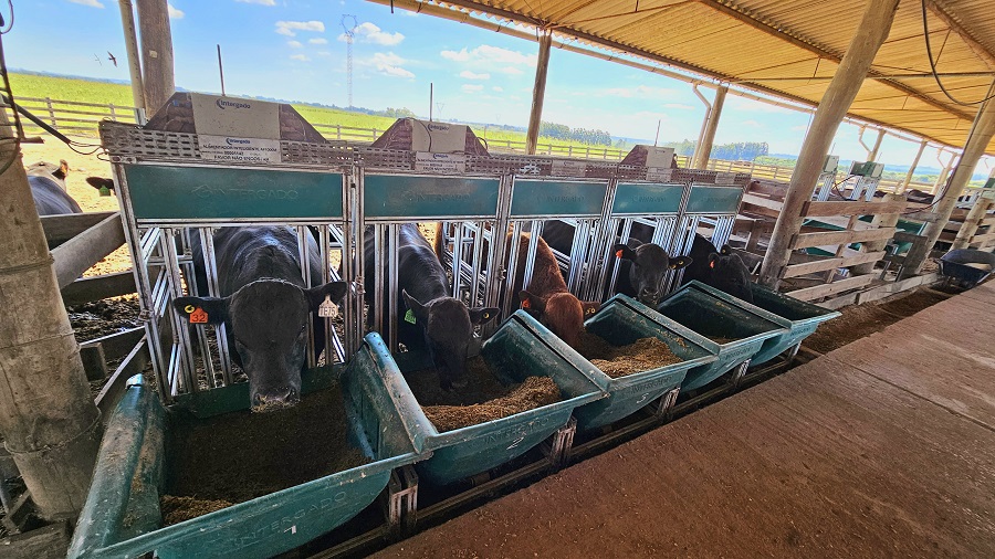 PEA: Associação Brasileira de Angus e Ultrablack e Embrapa iniciam acompanhamento dos animais no RS